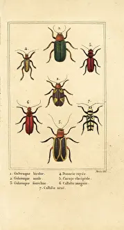 Coccinella: Leaf beetles