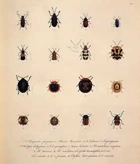 Anthropods: Leaf Beetles, Family Chrysomelidae