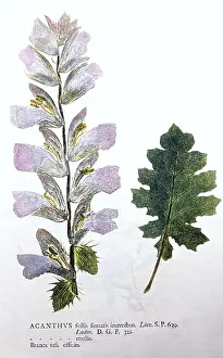 Acanthus: Leaf and blossom