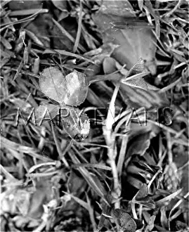 Superstitions: FOUR LEAF CLOVER/1960S