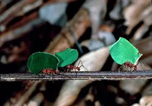 Formicidae: Leaf-cutter ants carrying pieces of leaf