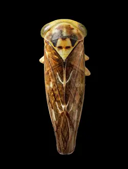 Hemiptera: Leaf hopper, Dracula bug