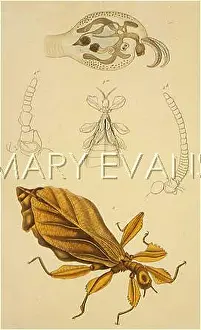 Purposeful: LEAF INSECT