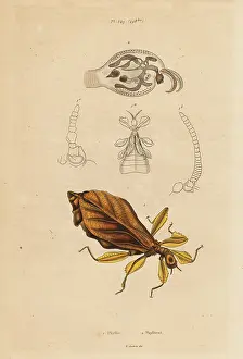 Dictionnaire: Leaf insect, Phyllium species, and nudibranch