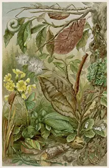 Locust: LEAF INSECTS