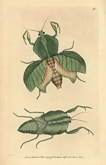 Mantis: Leaf mantis, Choeradodis strumaria