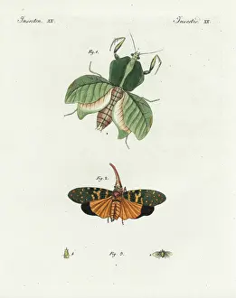 Europaea: Leaf mantis, lantern fly, and european lantern fly