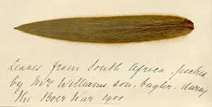 Bugler: Leaf from South Africa picked during the Boer War