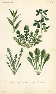 Corbie: Leaf vegetables