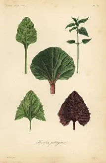 Chard: Leaf vegetables