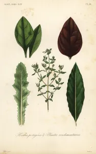 Corbie: Leaf vegetables and herbs