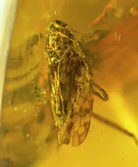 Free Living: Leafhopper in amber