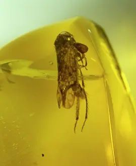 Free Living: Leafhopper bug in Dominican amber
