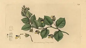 Spuria: Leafless bluebush, Kickxia spuria