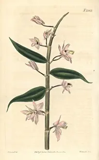 Dendrobium: Leafless dendrobium orchid, Dendrobium aphyllum