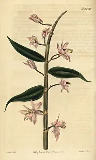 Dendrobium: Leafless dendrobium orchid, Dendrobium aphyllum