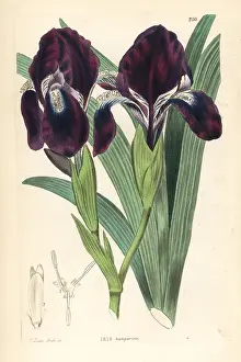Shrubbery: Leafless iris, Iris aphylla