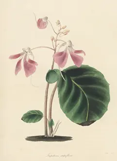 Volume 5: Leafless-stem balsam, Impatiens scapiflora