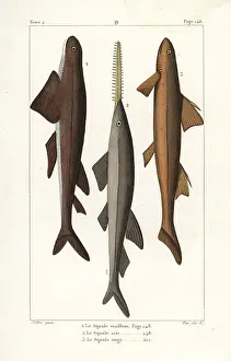 Pretre: Leafscale gulper shark, sawfish and angel shark