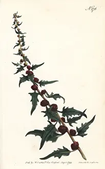 Sansom: Leafy goosefoot, Chenopodium foliosum