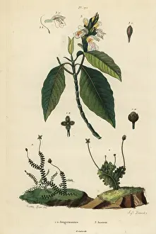 Malabar: Leafy liverworts and Malabar nut