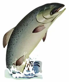 Leaping: Leaping Atlantic Salmon