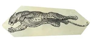 Leaping: Leaping leopard