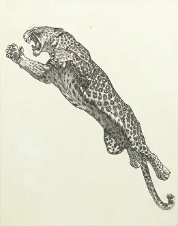 Leaping: A leaping leopard