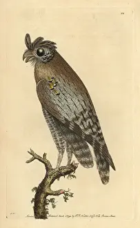 Pulchella: Least-horned owl, Strix pulchella