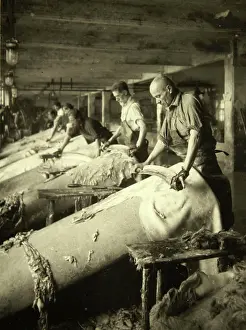 Pelts: Leather industry in Austria - About 1935