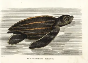 Coriacea: Leatherback sea turtle, Dermochelys coriacea, vulnerable