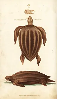 Coriacea: Leatherback sea turtle, Dermochelys coriacea