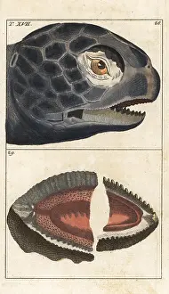 Coriacea: Leatherback sea turtle, Dermochelys coriacea