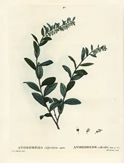 Poupee: Leatherleaf, Chamaedaphne calyculata