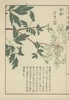 Color Printed: Leaves and delicate white florets of the licorice-root