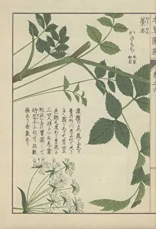 Color Printed: Leaves and tiny white flowers from a type of
