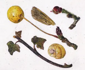 Helga Crouch: Leaves, twigs, fruit and snail shell