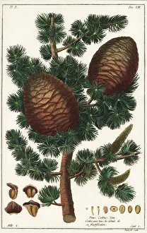 Filius: Lebanon cedar, Cedrus libani