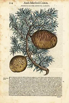 Mattioli: Lebanon cedar tree, Cedrus libani