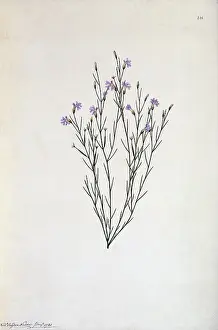 Polydore: Lechenaultia filiformis
