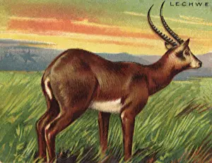 Gazelle: Lechwe Gazelle