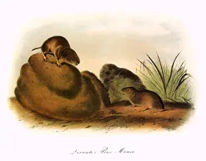 Atop: Leconte's Pine Mouse