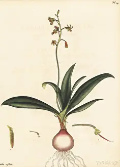 Bulbous: Ledebouria ovalifolia
