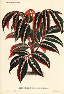 Splendens: Leea amabilis foliage plant