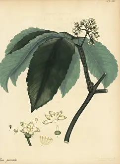 Botanical Artist: Leea asiatica