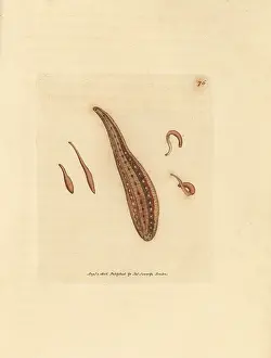 Hirudo: Leech, Hirudo circulans