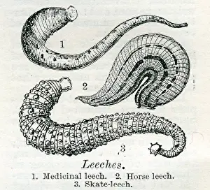 Leeches: Leeches