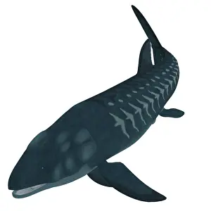 Osteichthyes: Leedsichthys, an extinct bony fish from the Mesozoic Era