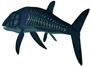 Markings: Leedsichthys fish, white background