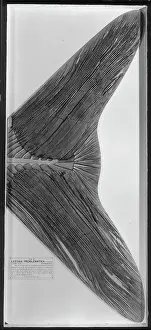 Problematicus: Leedsichthys problematicus